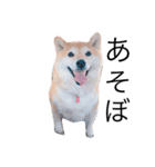 柴犬めいめい（個別スタンプ：3）