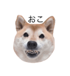 柴犬めいめい（個別スタンプ：4）