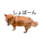柴犬めいめい（個別スタンプ：5）