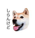 柴犬めいめい（個別スタンプ：6）