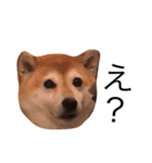柴犬めいめい（個別スタンプ：7）