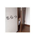 柴犬めいめい（個別スタンプ：8）