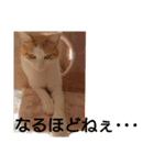 家猫( ΦωΦ )うしお（個別スタンプ：7）