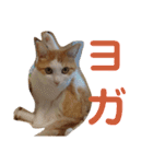 家猫( ΦωΦ )うしお（個別スタンプ：14）