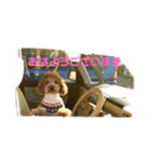 トイプードルの使いやすい敬語スタンプ（個別スタンプ：1）