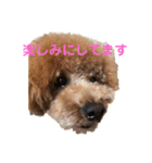 トイプードルの使いやすい敬語スタンプ（個別スタンプ：2）