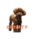 トイプードルの使いやすい敬語スタンプ（個別スタンプ：6）
