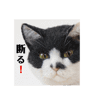 羊毛ねこの一言スタンプ（個別スタンプ：7）