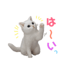 羊毛ねこの一言スタンプ（個別スタンプ：8）