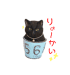 羊毛ねこの一言スタンプ（個別スタンプ：11）