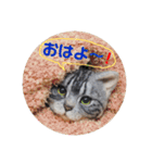 羊毛ねこの一言スタンプ（個別スタンプ：12）