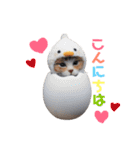 羊毛ねこの一言スタンプ（個別スタンプ：13）