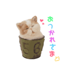 羊毛ねこの一言スタンプ（個別スタンプ：15）