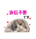 羊毛ねこの一言スタンプ（個別スタンプ：18）