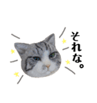 羊毛ねこの一言スタンプ（個別スタンプ：21）