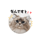 羊毛ねこの一言スタンプ（個別スタンプ：24）
