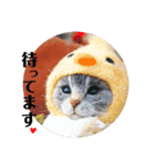 羊毛ねこの一言スタンプ（個別スタンプ：25）