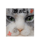羊毛ねこの一言スタンプ（個別スタンプ：26）