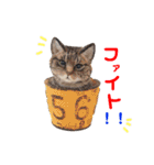 羊毛ねこの一言スタンプ（個別スタンプ：27）