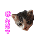 リアルに動く★ぶちゃかわ猫ぱくちゃん1（個別スタンプ：4）