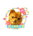 スムースチワワ（ボルボ）（個別スタンプ：1）
