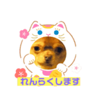 スムースチワワ（ボルボ）（個別スタンプ：4）