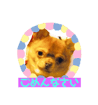 スムースチワワ（ボルボ）（個別スタンプ：5）