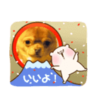 スムースチワワ（ボルボ）（個別スタンプ：8）