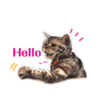 アメショの momo ♪（個別スタンプ：1）