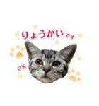 アメショの momo ♪（個別スタンプ：12）