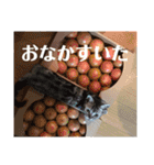アメショの momo ♪（個別スタンプ：17）
