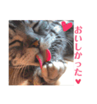 アメショの momo ♪（個別スタンプ：18）