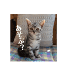 アメショの momo ♪（個別スタンプ：20）