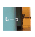 アメショの momo ♪（個別スタンプ：21）