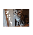 アメショの momo ♪（個別スタンプ：22）