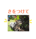 アメショの momo ♪（個別スタンプ：29）