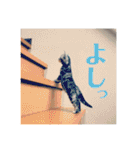アメショの momo ♪（個別スタンプ：31）