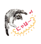 アメショの momo ♪（個別スタンプ：34）