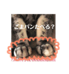 アメショの momo ♪（個別スタンプ：37）