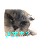 クリバンだよ（個別スタンプ：3）