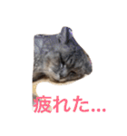 クリバンだよ（個別スタンプ：7）