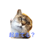 クリバンだよ（個別スタンプ：11）