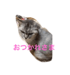 クリバンだよ（個別スタンプ：14）