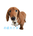 ミニチュアダックス〈写真スタンプ〉（個別スタンプ：2）