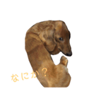 ミニチュアダックス〈写真スタンプ〉（個別スタンプ：6）