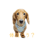 ミニチュアダックス〈写真スタンプ〉（個別スタンプ：10）