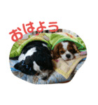 あんちゃんとたろうくん1（個別スタンプ：8）