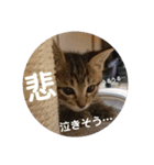 メイリオマックのスタンプ2（個別スタンプ：12）