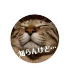 メイリオマックのスタンプ2（個別スタンプ：17）