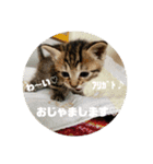 メイリオマックのスタンプ2（個別スタンプ：19）